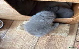 British Shorthair cats for sale: British shorthair  - Image 11