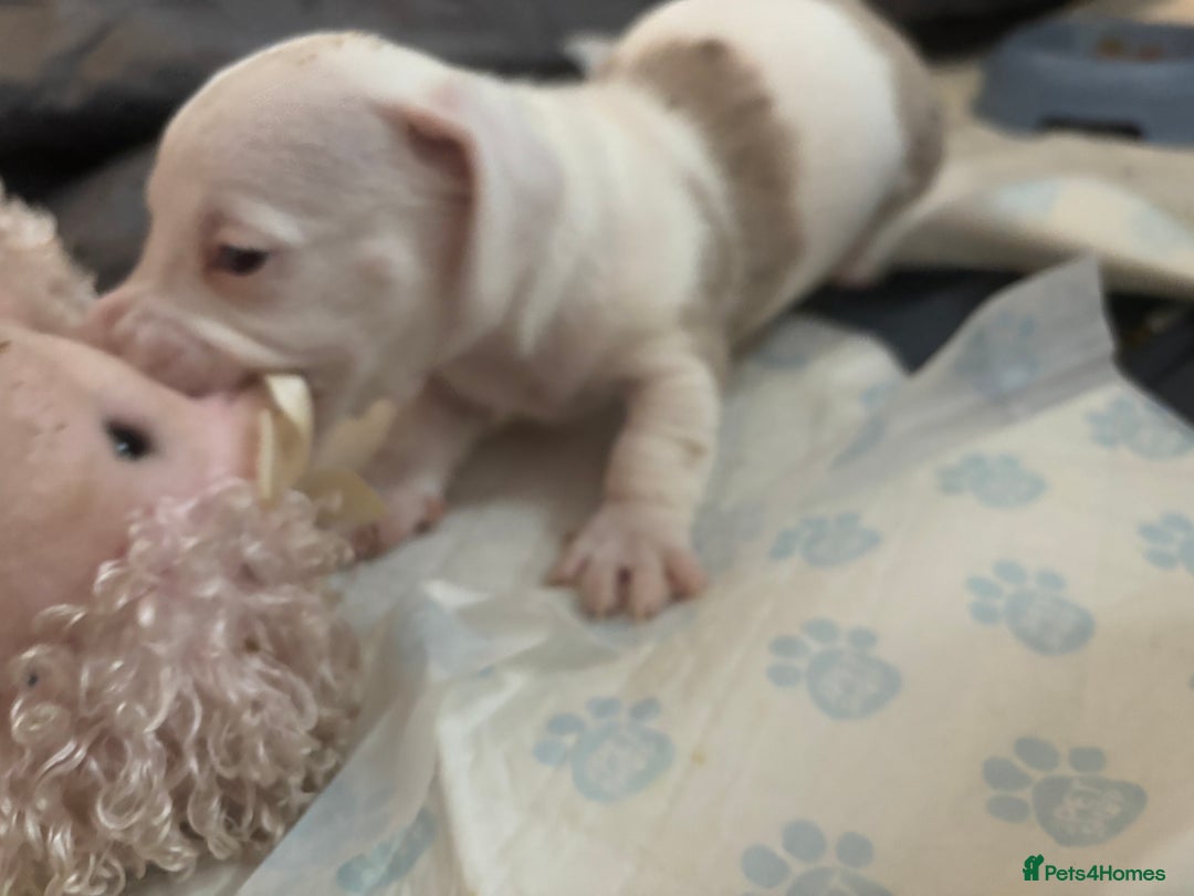 Dachshund dogs for sale: Pink and white albino chocolate dapple dachshund  - Advert 12