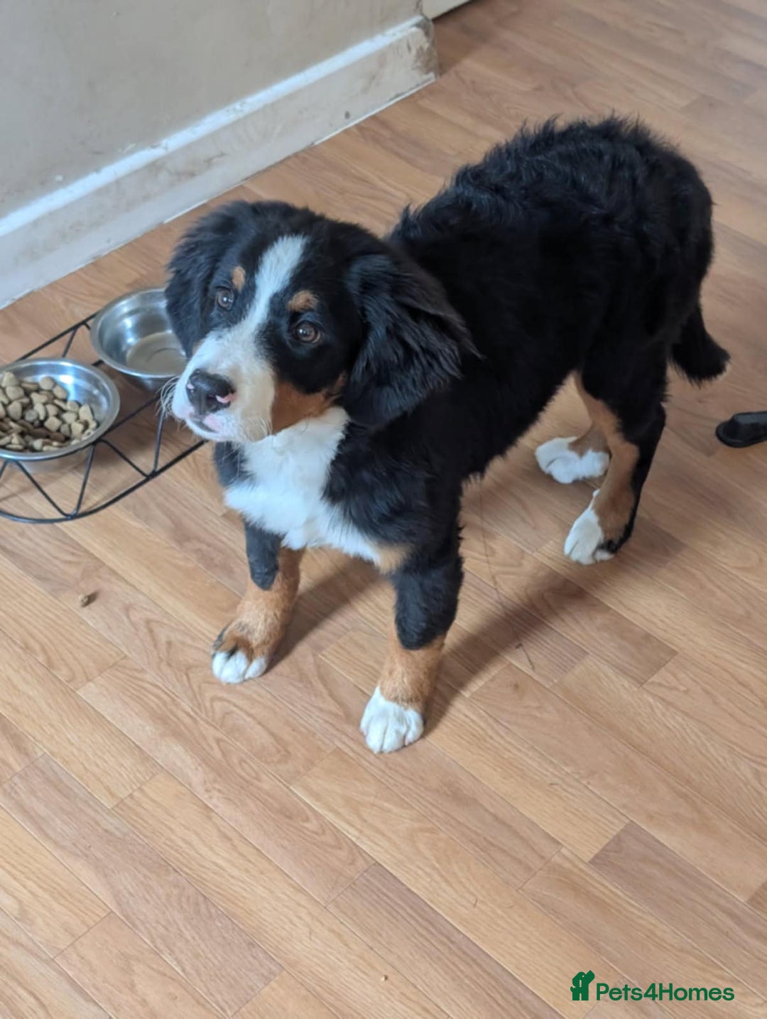 Bernese Mountain Dog dogs for sale: Bernese Mountain Dog  - Image 3
