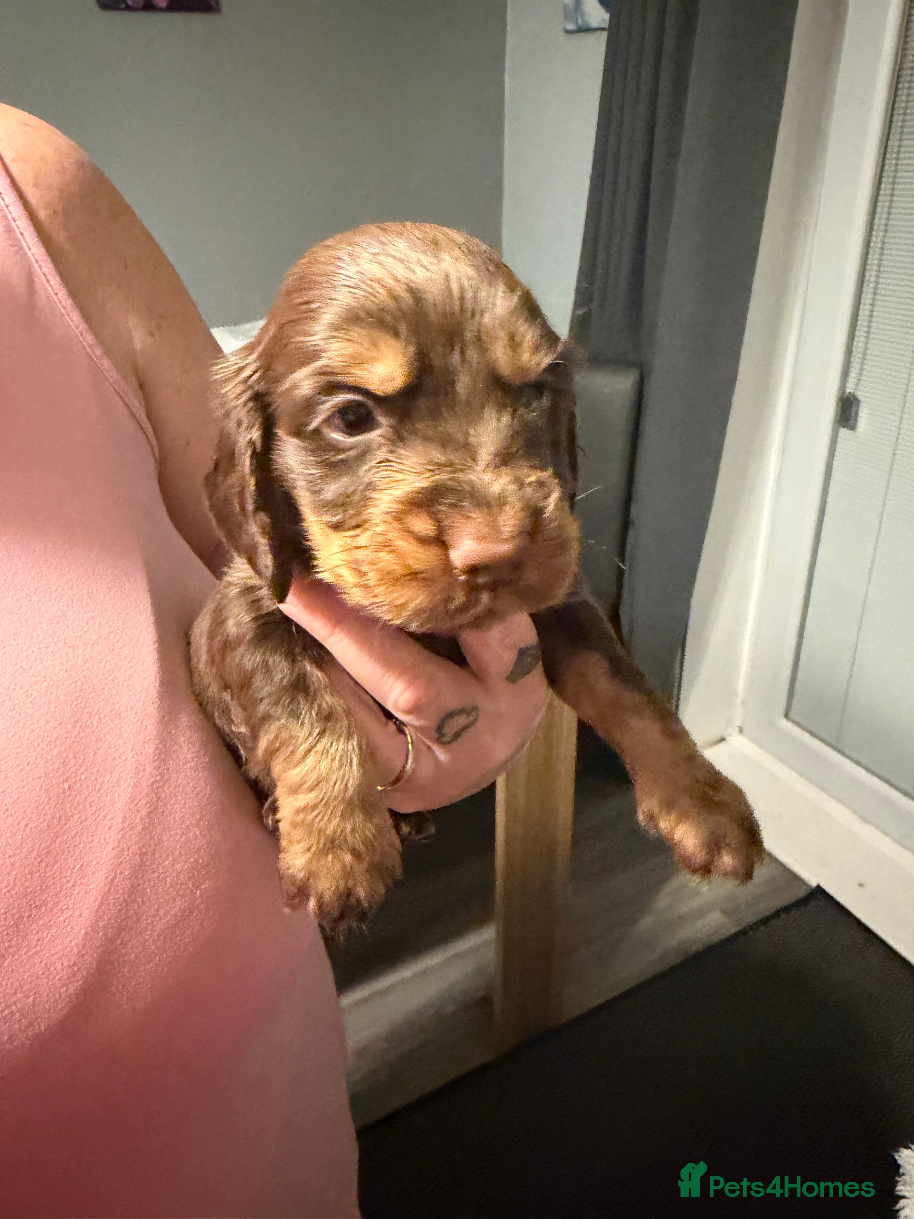 Cocker Spaniel dogs Cocker spaniel pups  - Advert 9