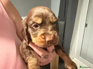 Cocker Spaniel dogs Cocker spaniel pups - Advert 9