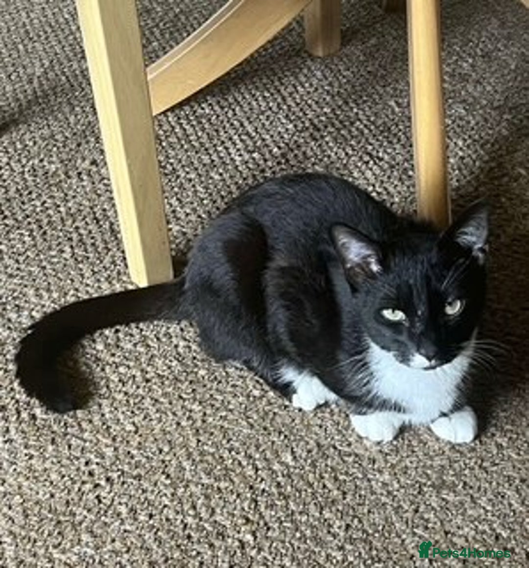 Domestic Shorthair cats for sale: 1 year old male cat FREE - Image 3