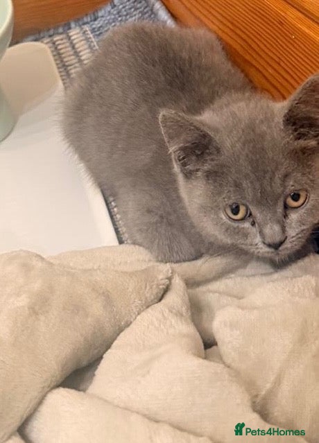 British Shorthair cats Blue British Short Hair  - Advert 1