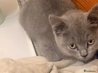 British Shorthair cats Blue British Short Hair - Advert 5