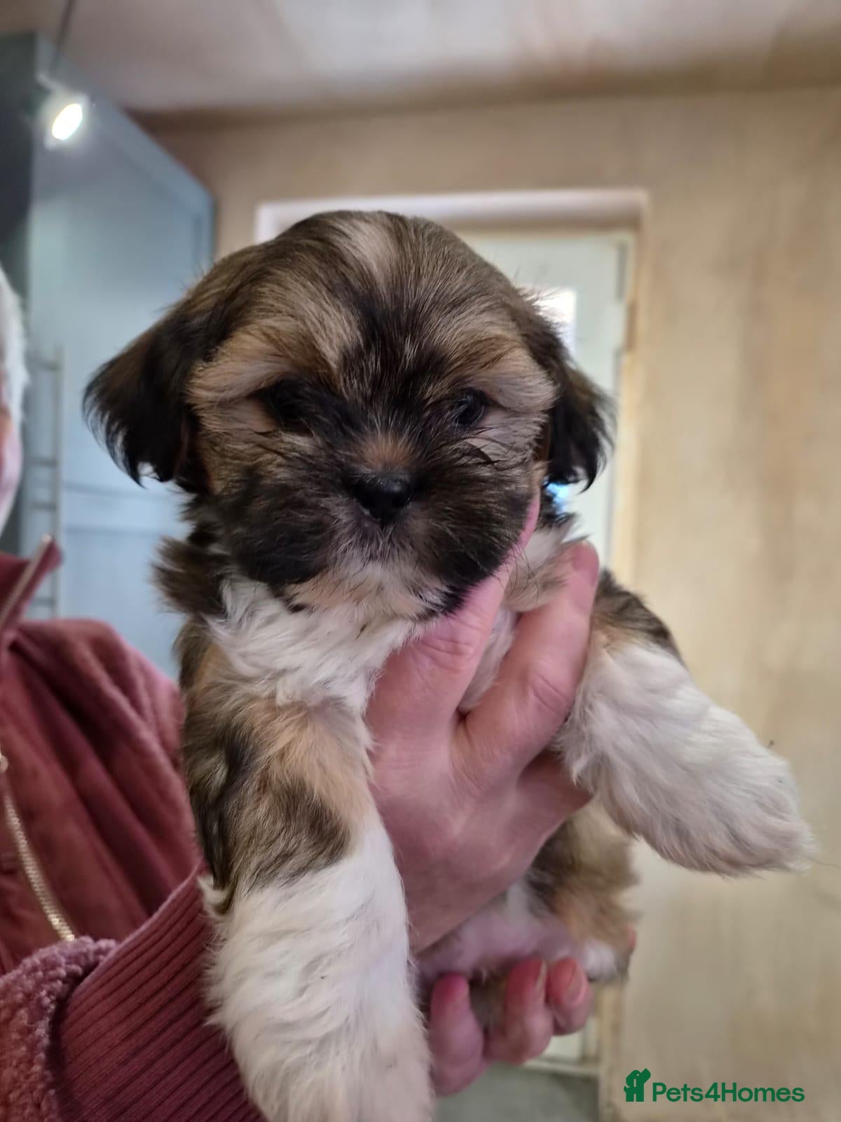 Lhasa Apso dogs Kc reg lhasa apso pups - Advert 1