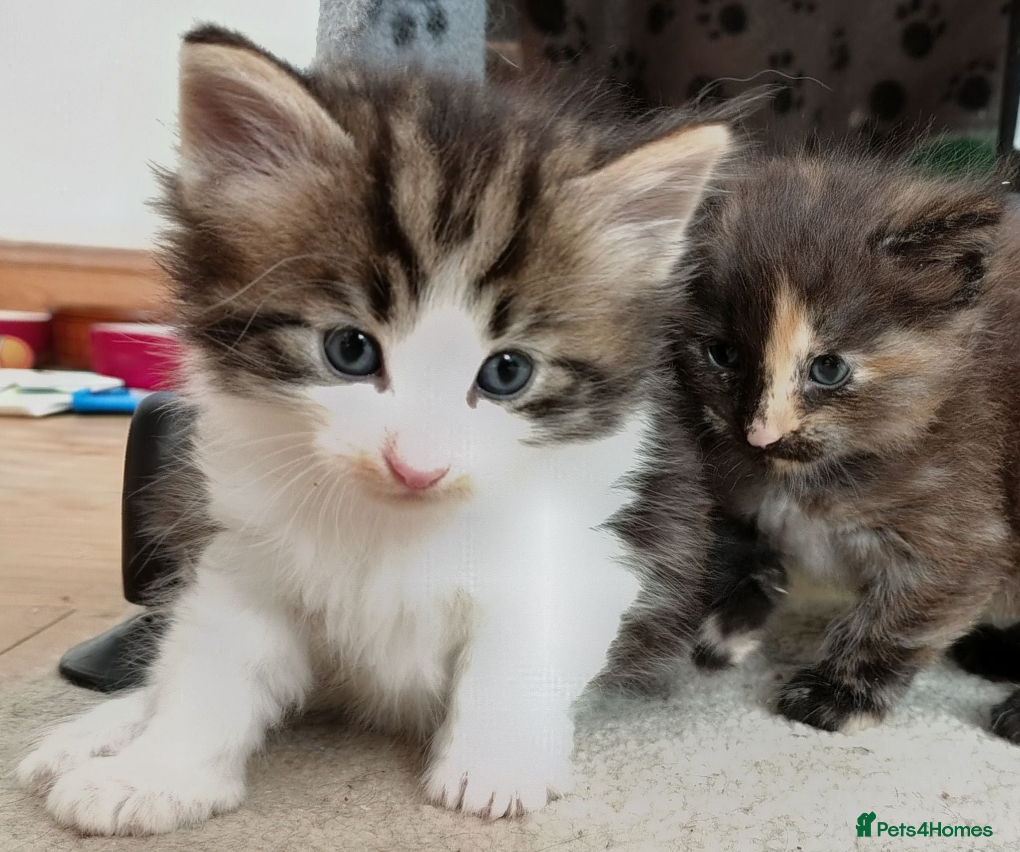 Norwegian Forest Cat cats Gorgeous Pedigree Norwegian Forest kittens - Advert 16