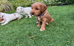 Australian Labradoodle dogs for sale: Pure Multigen Australian Labradoodle Puppies - Image 20