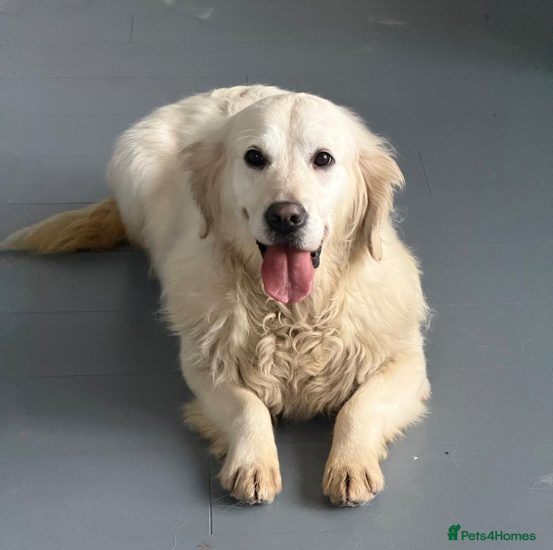 Golden Retriever dogs for sale: Rosie adult golden retriever female for sale  - Advert 7