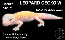 Leopard Gecko reptiles for sale: LEOPARD GECKOS AVAILABLE!! - NEW BABIES!! in Swadlincote - Image 5