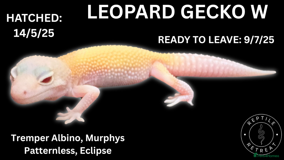 Leopard Gecko reptiles for sale: LEOPARD GECKOS AVAILABLE!! - NEW BABIES!! in Swadlincote - Image 5