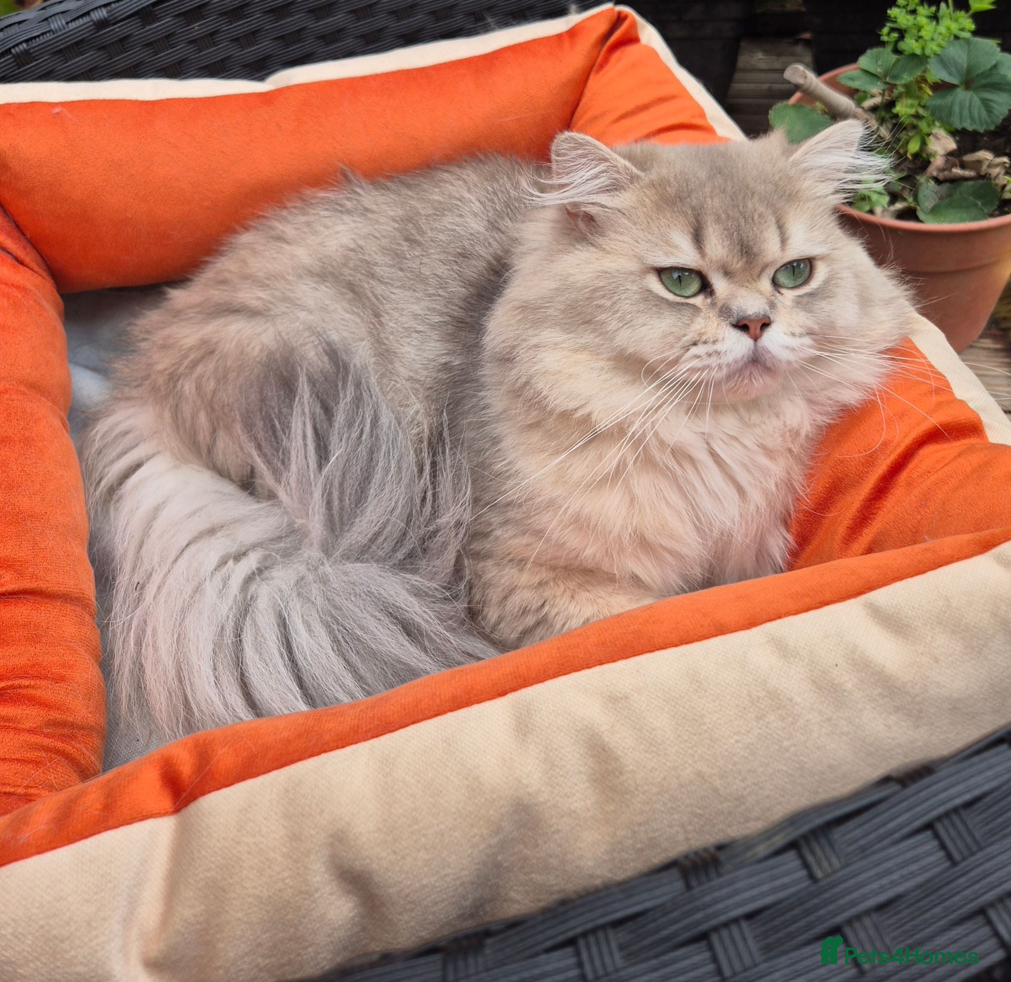 British Longhair cats British Longhair Stud  - Advert 3