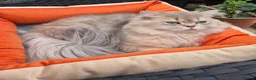 British Longhair cats for stud: British Longhair Stud  - Advert 1