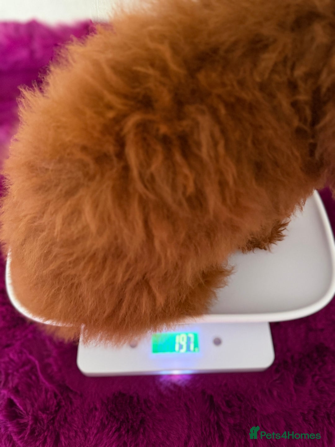 Poodle dogs for sale: Asian girl looking for 🏡 - Advert 13