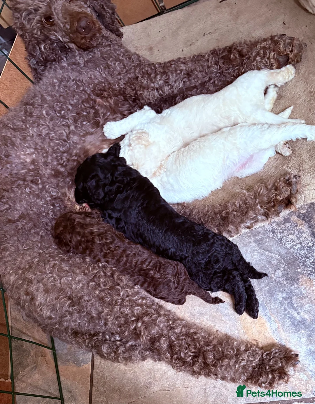 Poodle dogs for sale: Outstanding poodles different colours boys & girls in Liverpool - Advert 29