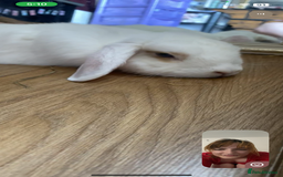 English rabbits for sale: White and Ginger female rabbit - Image 6