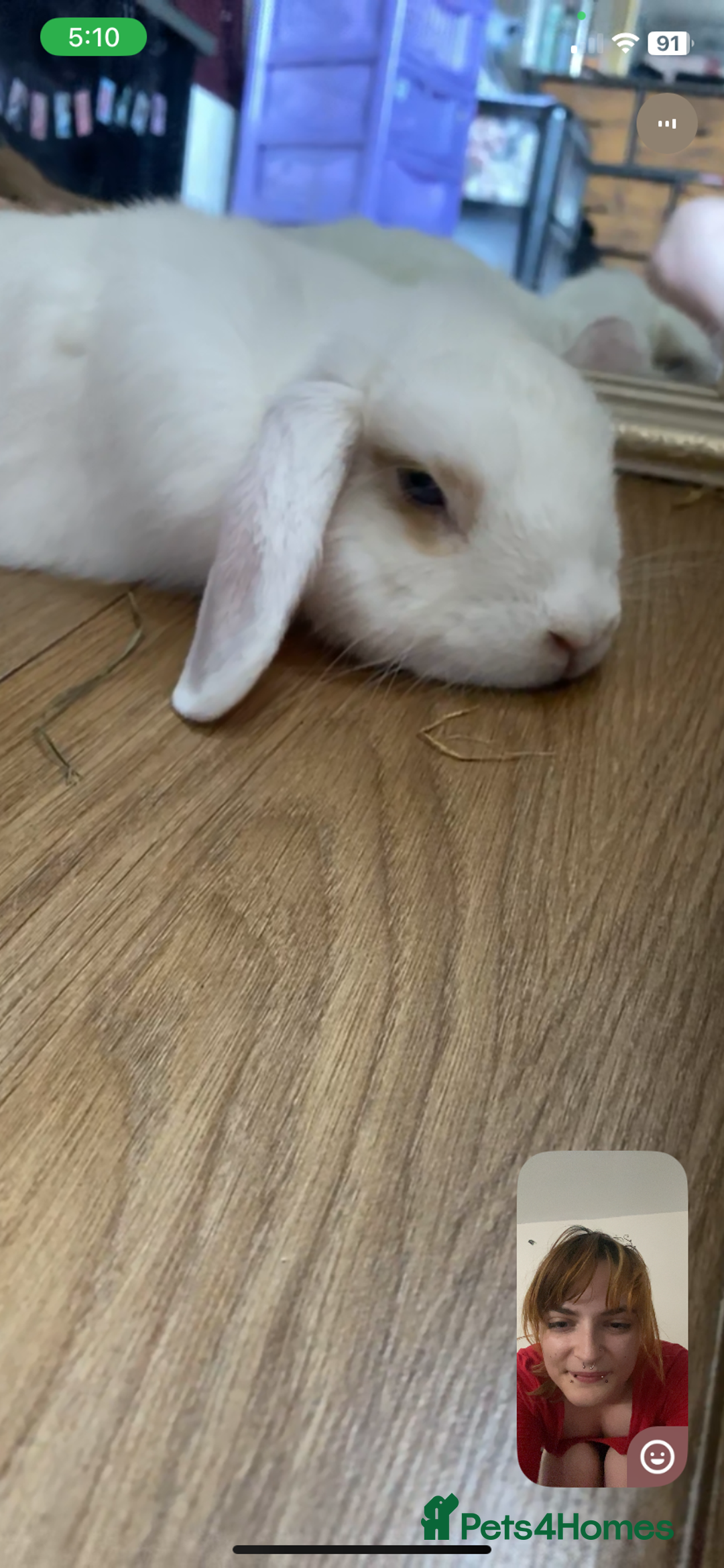 English rabbits for sale: White and Ginger female rabbit - Image 6