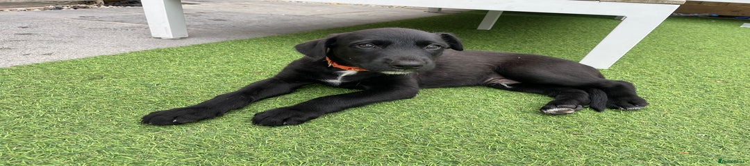 Dog Puppy 2