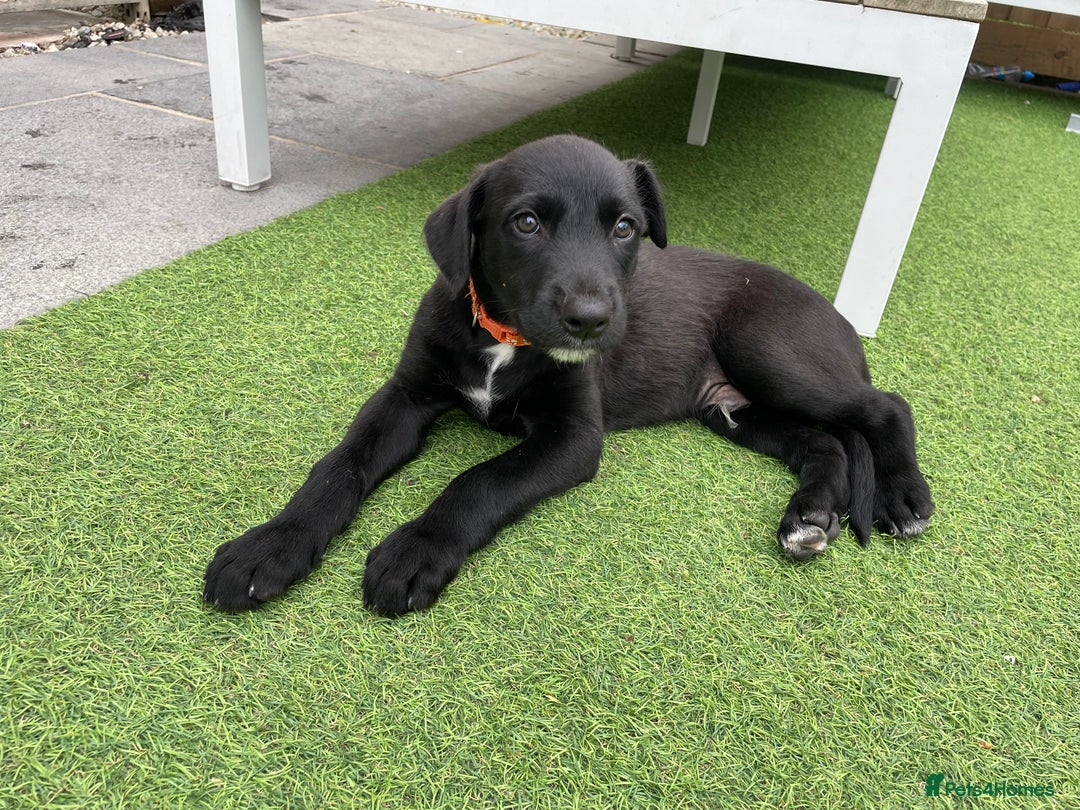 Lurcher dogs for sale: Deerhound bull greyhound x - Image 11