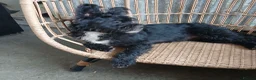 Mixed Breed dogs for sale: Two Beautiful Frenchie Poo Girls - Advert 18