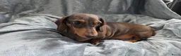 Miniature Dachshund dogs for sale: KC Miniature Dachshunds - Advert 3