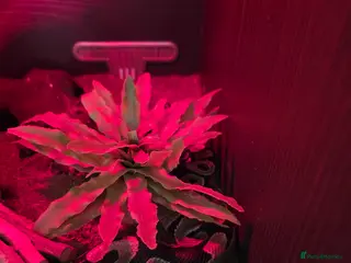 Python Snake reptiles Royal python - Advert 10