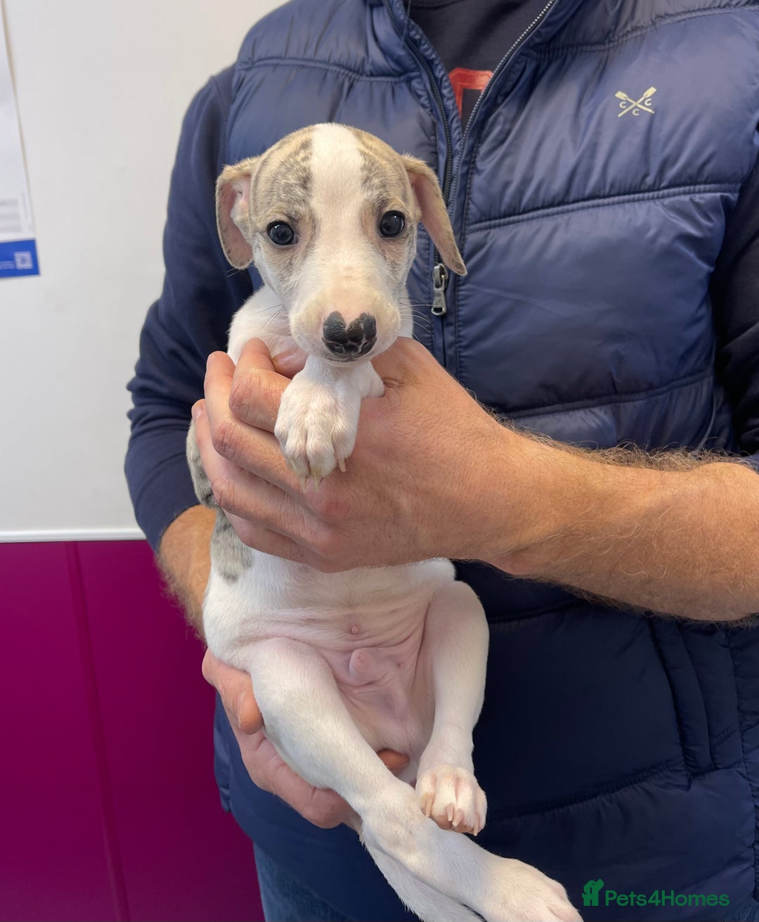 Whippet dogs for sale: AVAILABLE Kc reg healthy, sweet, gentle whippets - Advert 6