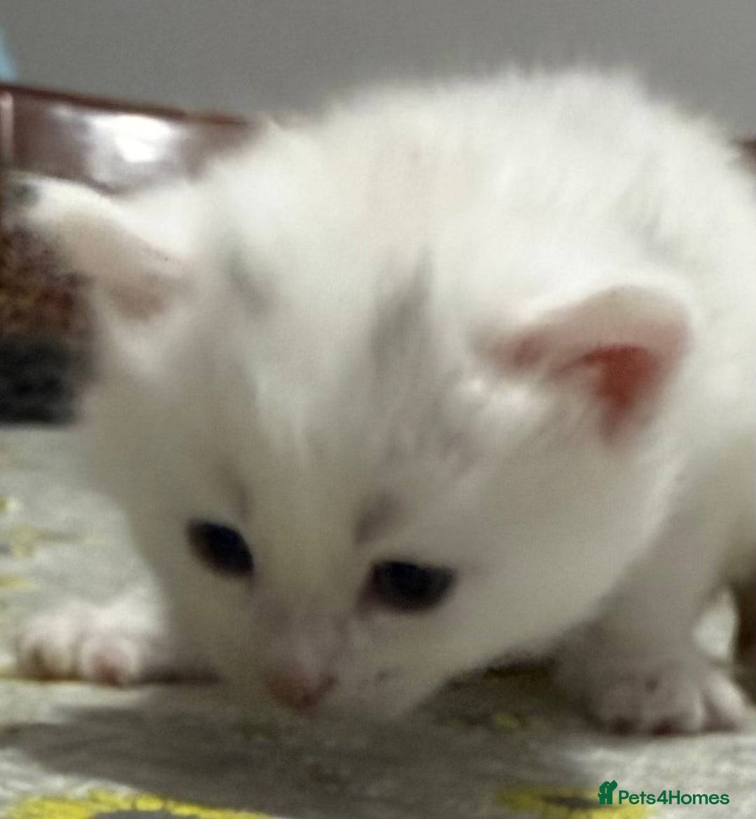 Ragdoll cats for sale: Ragdoll vs tuxedo mix breed 7 kitten for sale  in Hayes - Image 26