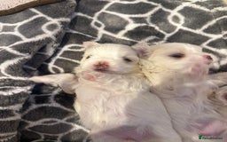 Maltese dogs for sale: Beautiful half Korean Kc reg Maltese  - Image 17