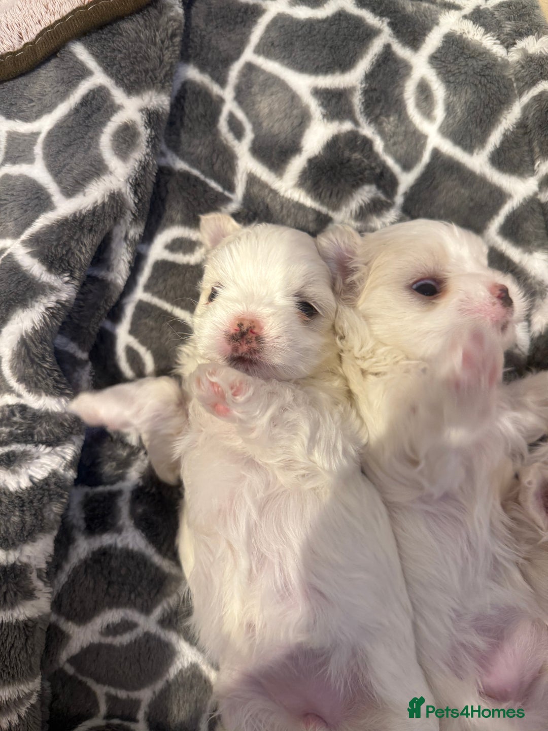 Maltese dogs for sale: Beautiful half Korean Kc reg Maltese  - Image 17