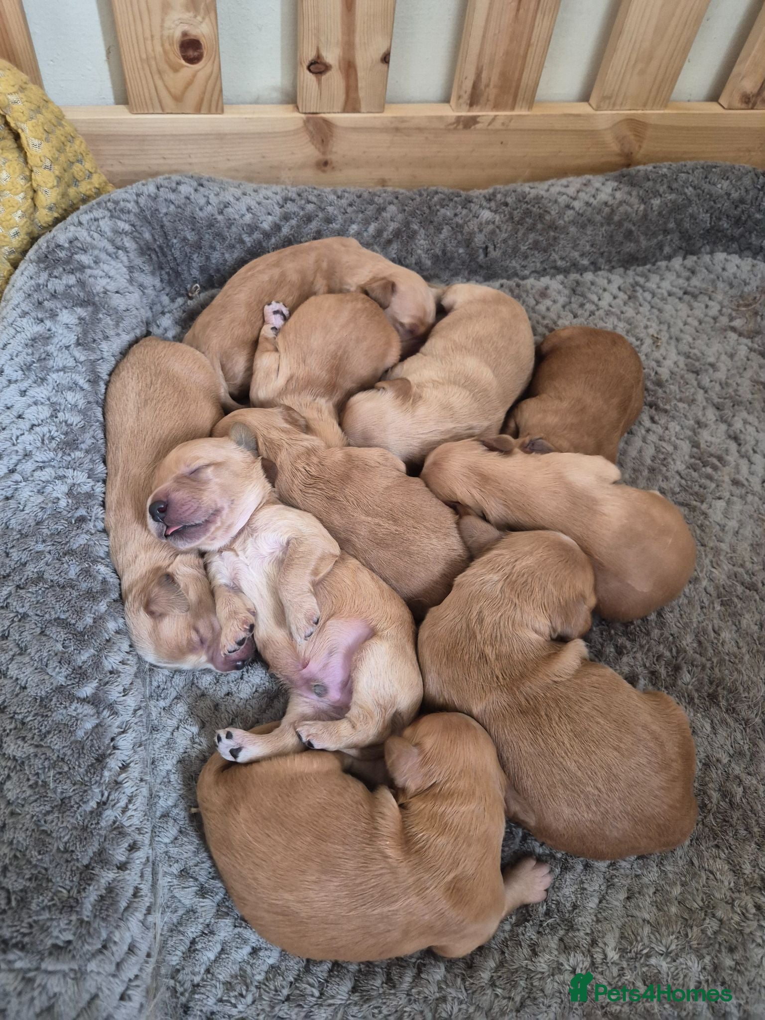 Mini Goldendoodle dogs F1B red fox mini golden doodle puppies - Advert 2