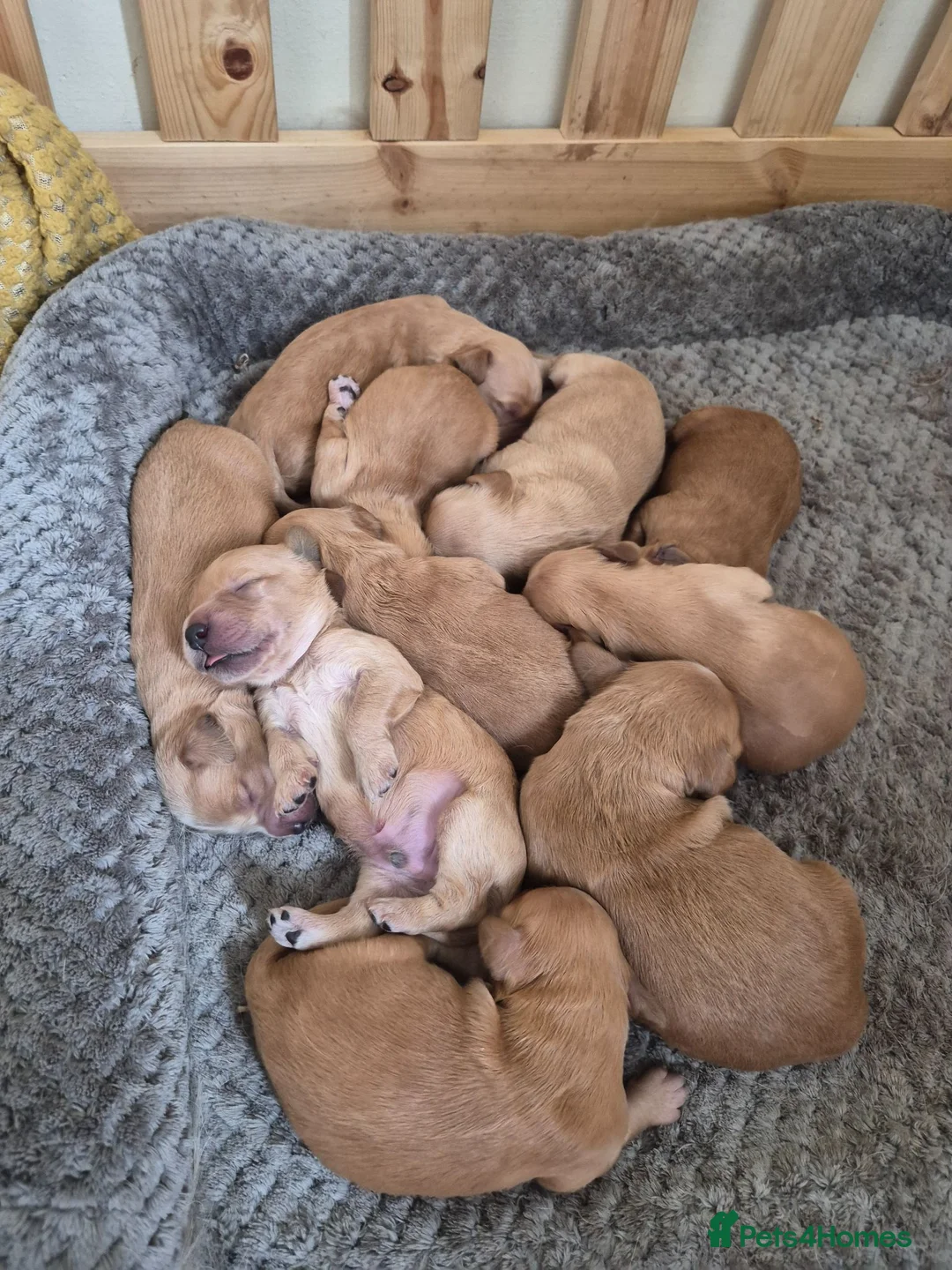 Mini Goldendoodle dogs for sale: F1B red fox mini golden doodle puppies in Thetford - Advert 2