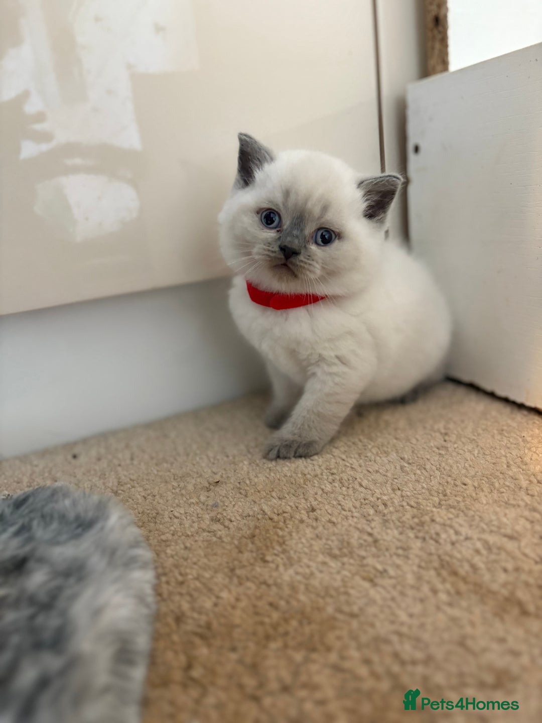 British Shorthair cats for sale: 🐱 Stunning GCCF British Shorthair Kittens  - Advert 8