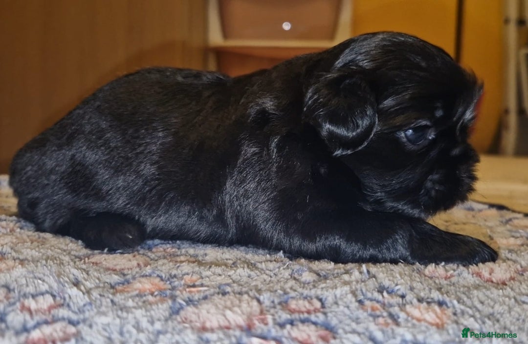 Shih Tzu dogs for sale: Imperial Shih Tzu - Image 12