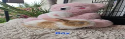 Lionhead rabbits for sale: Cutest Lionhead lops Supersoft blue eyes  - Advert 6