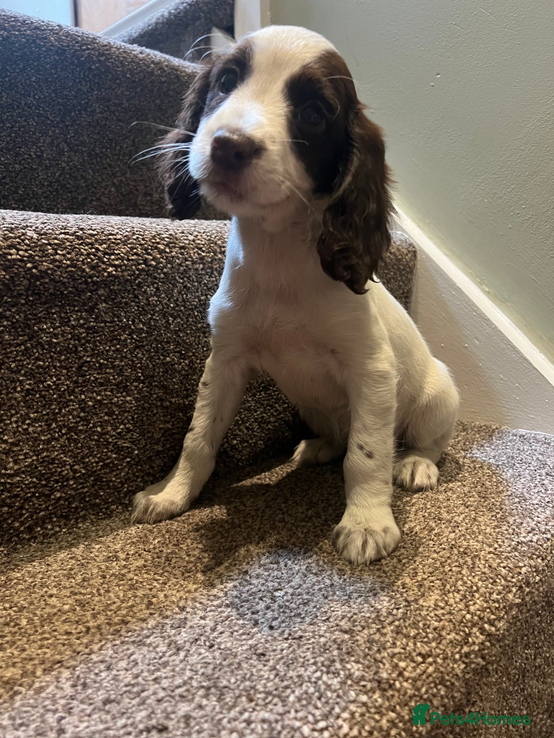 Sprocker dogs for sale: Lovely litter of Sprockers  - Image 2