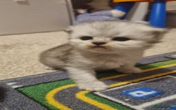 Persian cats for sale: Beautiful Persian kittens - Image 2