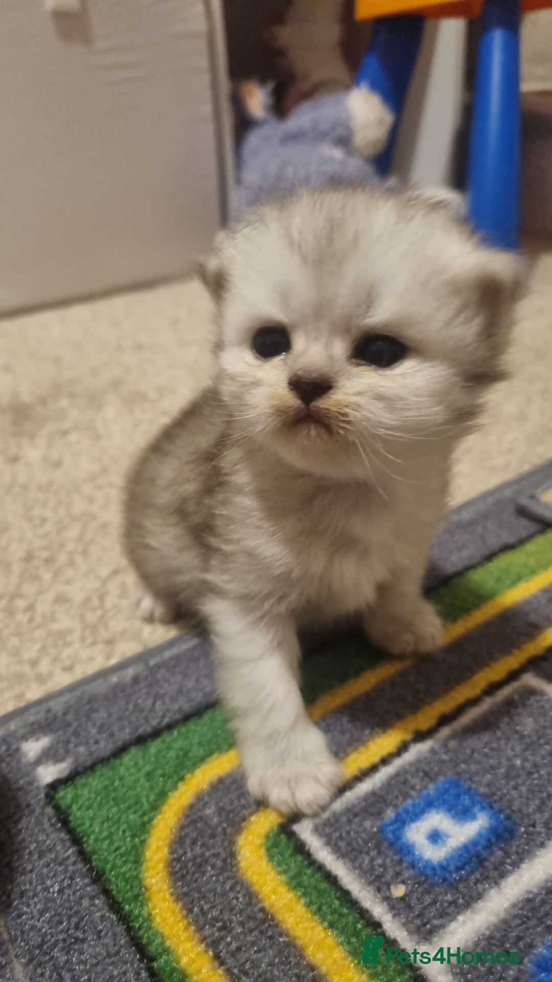 Persian cats for sale: Beautiful Persian kittens - Image 2