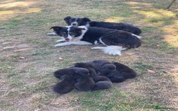 Borador dogs for sale: Beautiful Collie x Labrador Puppies - Image 17