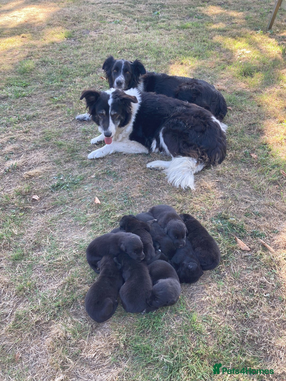 Borador dogs for sale: Beautiful Collie x Labrador Puppies - Image 17