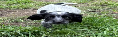 Black roan