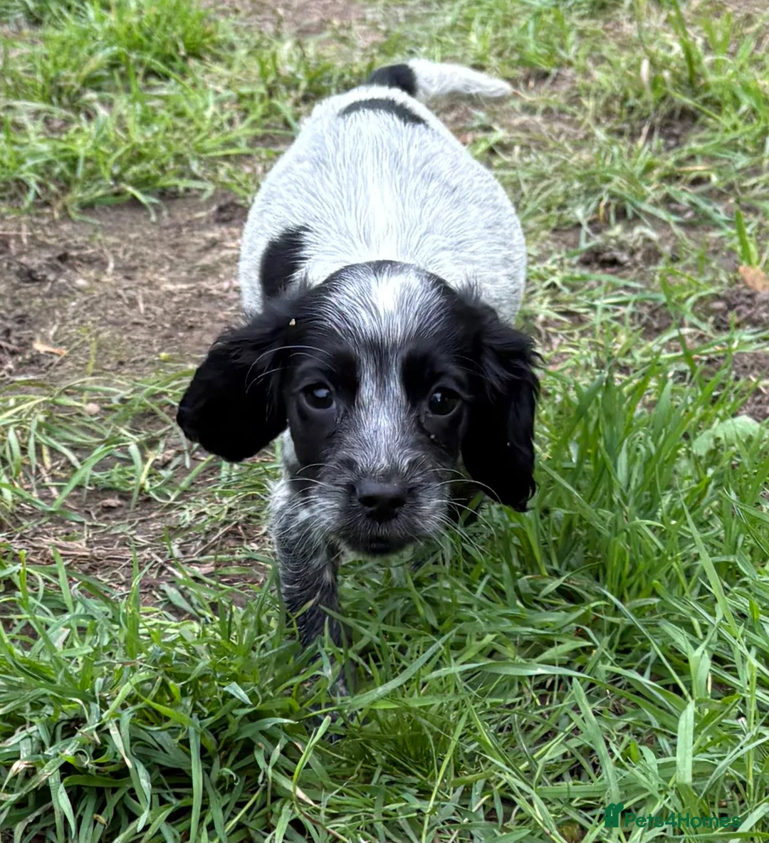Sprocker dogs for sale: Beautiful sprockers for sale - Advert 3