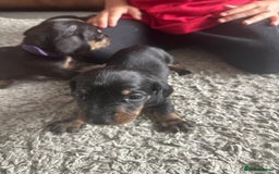 Dachshund dogs for sale: Litter of 7 beautiful Daschund puppies  - Image 29