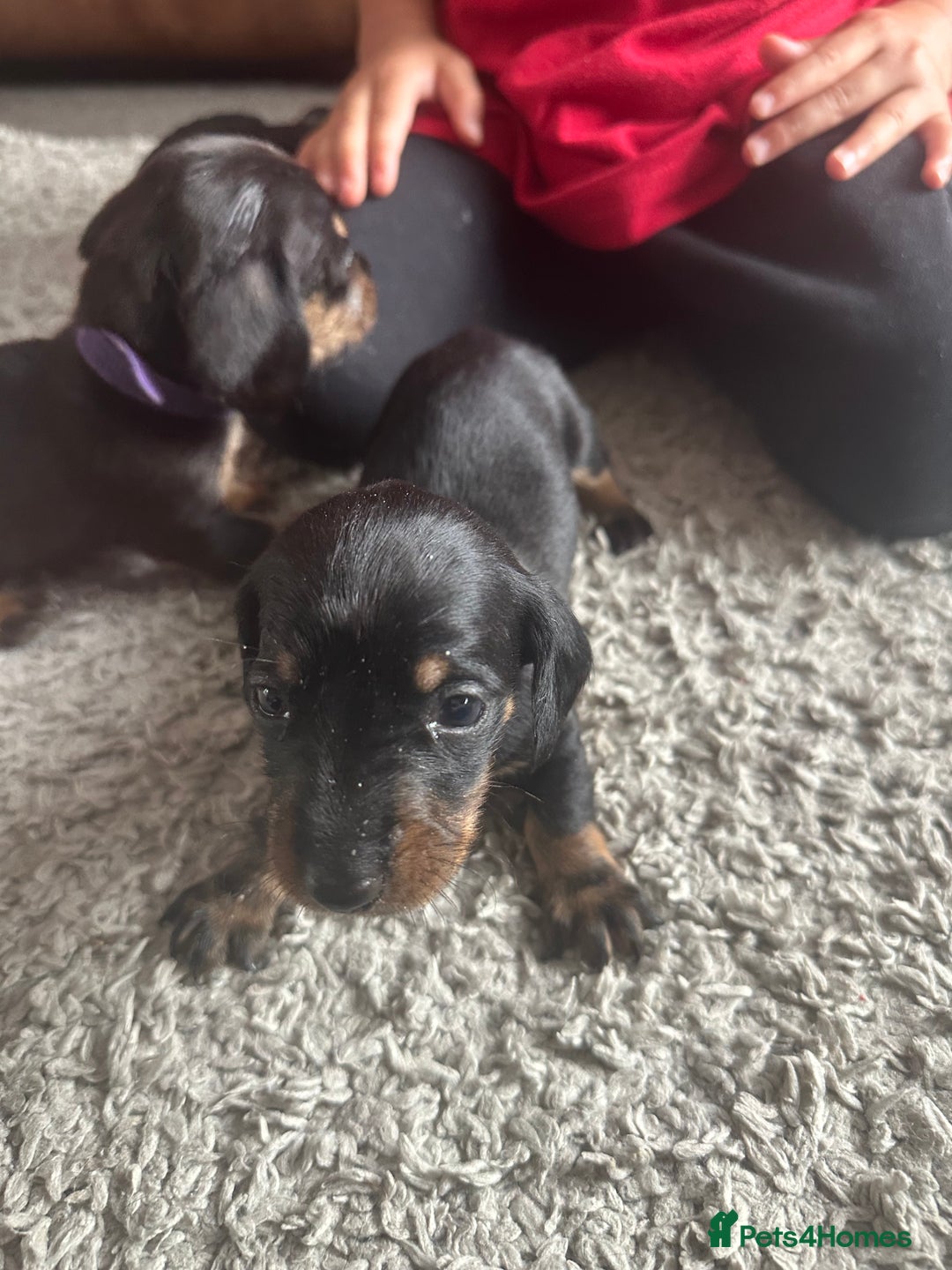 Dachshund dogs for sale: Litter of 7 beautiful Daschund puppies  - Image 29