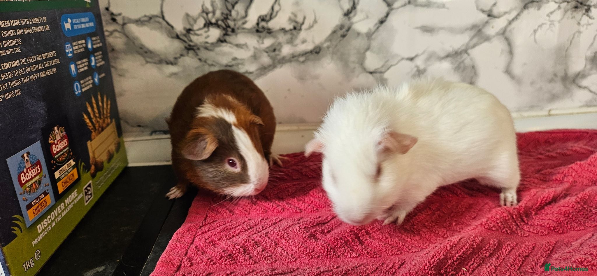 Guinea Pig rodents 2 pairs of brothers  - Advert 1