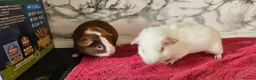 Guinea Pig rodents for sale: 2 pairs of brothers  - Advert 1