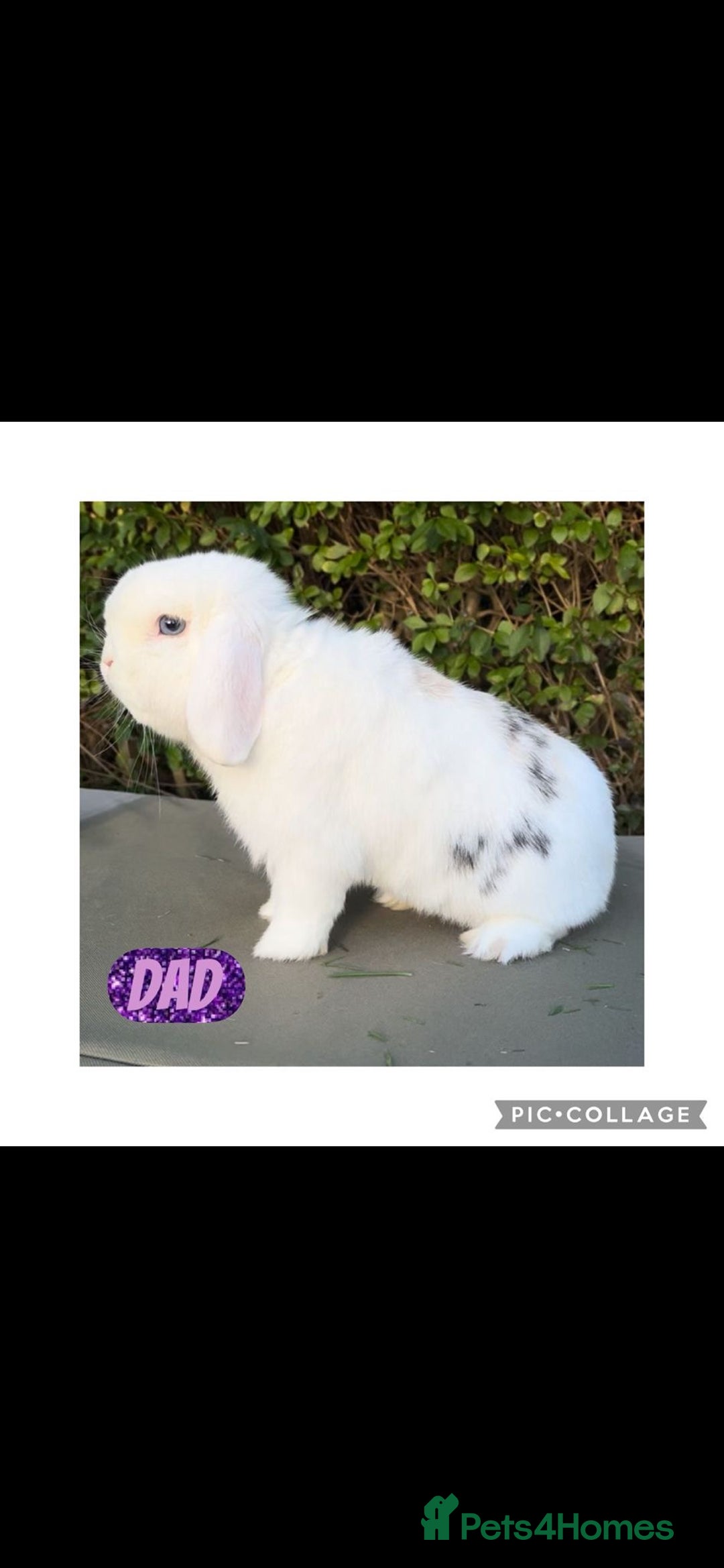 Mini Lop rabbits for sale: READY NOW Beautiful mini lop babies  - Advert 16