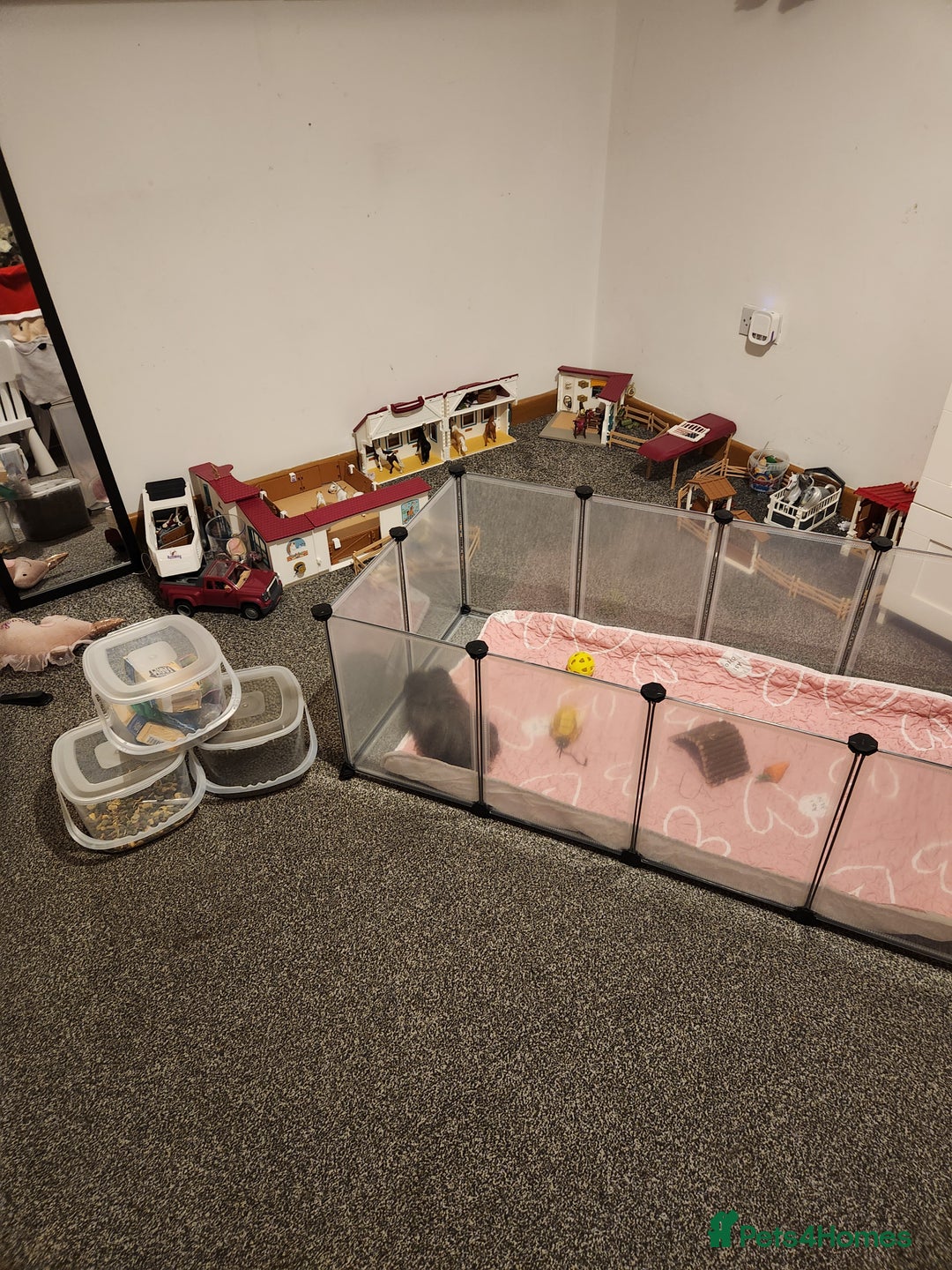 Guinea Pig rodents for sale: Long haired Guinea pig  - Advert 5