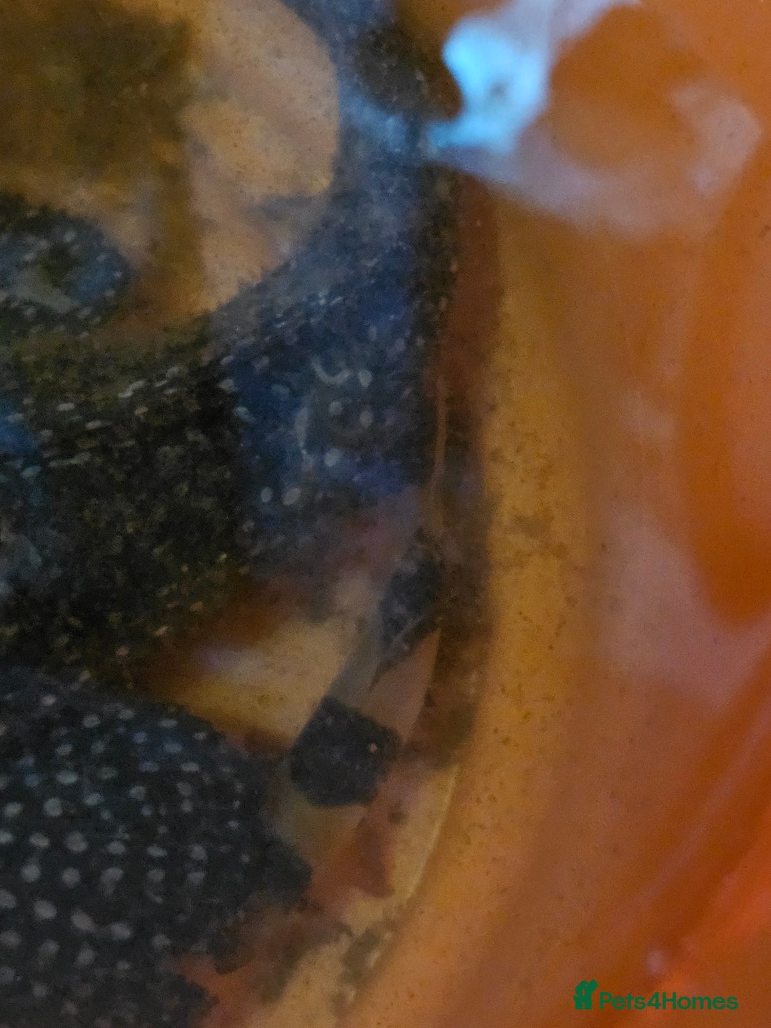 Plecos fish for sale: Sail Fin Pleco & Clown Roach - Advert 3