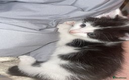 Mixed Breed cats for sale: Kittens for sale  - Image 3