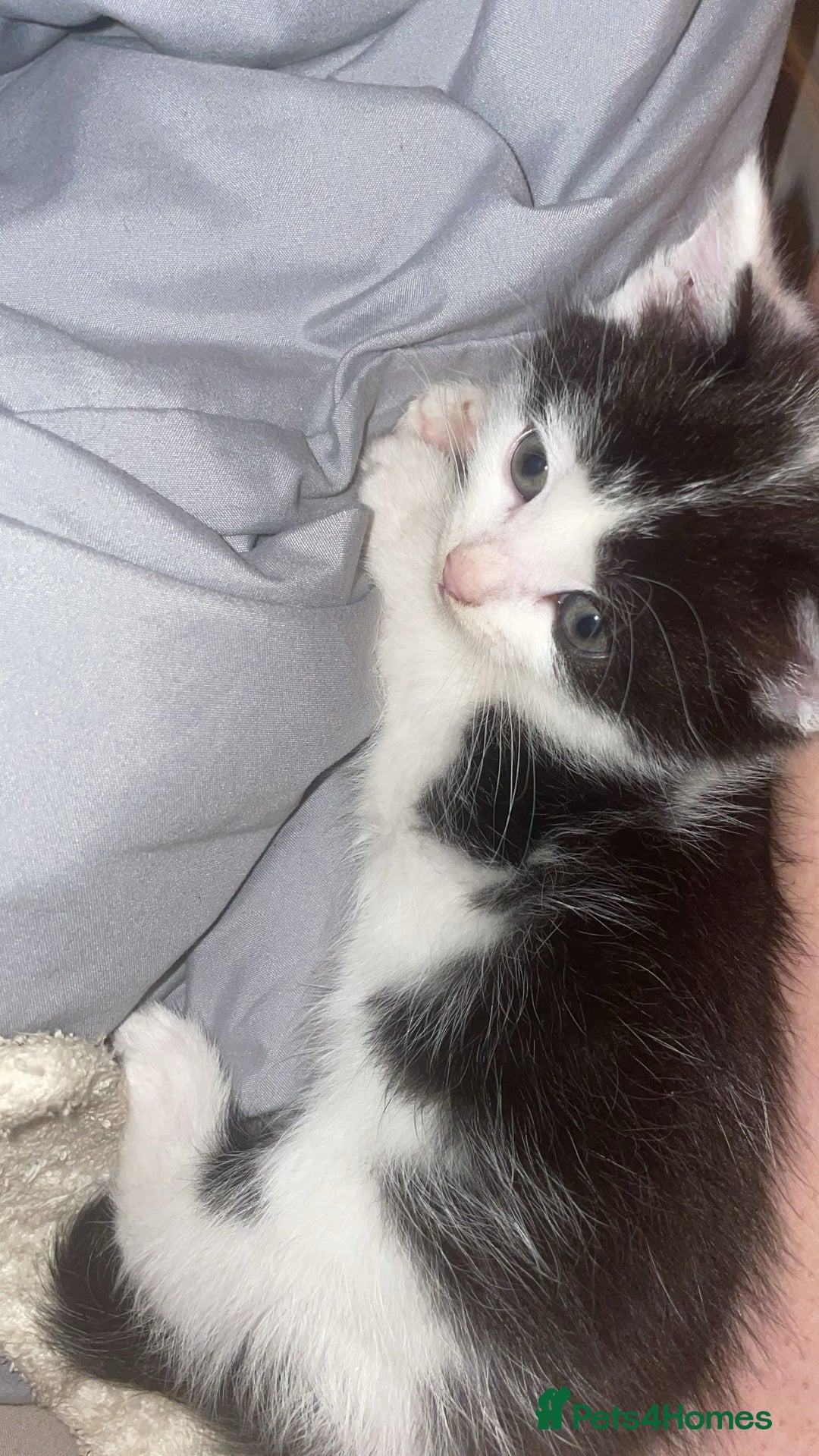 Mixed Breed cats for sale: Kittens for sale  - Image 3